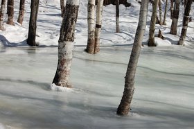 Лес. Фото из архива IRK.ru
