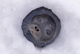 Нерпа в лунке. Фото из открытых источников