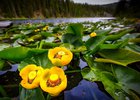 Занесенная в Красную книгу желтая кувшинка. Фото с сайта dzen.ru
