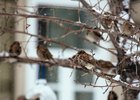 Воробьи на ветках. Фото IRK.ru