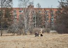 Женщина с коляской. Фото IRK.ru