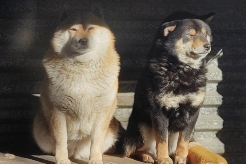 Из филиала Иркутской зоогалереи на Байкальской похитили двух собак породы  сиба-ину | Новости Иркутска: экономика, спорт, медицина, культура,  происшествия