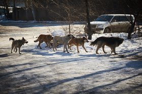 Собаки. Фото Маргариты Романовой, IRK.ru