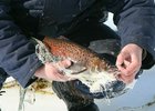 Рыба. Фото из телеграм-канала прокуратуры Иркутской области