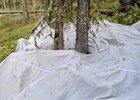 Сибирский шелкопряд. Фото пресс-службы правительства Иркутской области