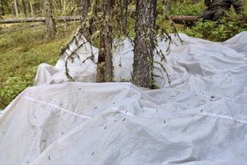 Сибирский шелкопряд. Фото пресс-службы правительства Иркутской области