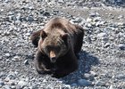 Медведь. Фото «Заповедного Прибайкалья»