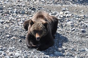 Медведь. Фото «Заповедного Прибайкалья»