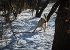 Собака. Фото Маргариты Романовой, IRK.ru