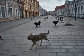 Бездомные собаки в центре Иркутска. Фото Маргариты Романовой, IRK.ru