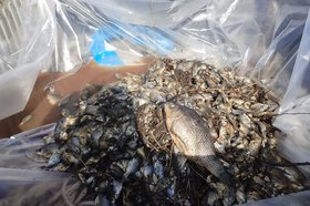 Погибшая рыба. Фото предоставлено главой Ушаковского МО Сергеем Сайфулиным