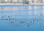 Утки в Ангаре. Фото IRK.ru