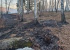 Последствия лесного пожара. Фото пресс-службы правительства региона