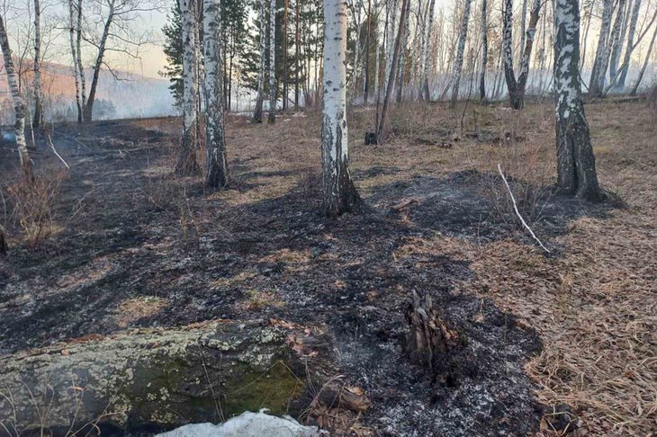 Последствия лесного пожара. Фото пресс-службы правительства региона