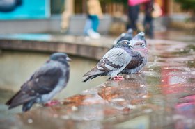 Голуби под дождем. Фото Маргариты Романовой, IRK.ru
