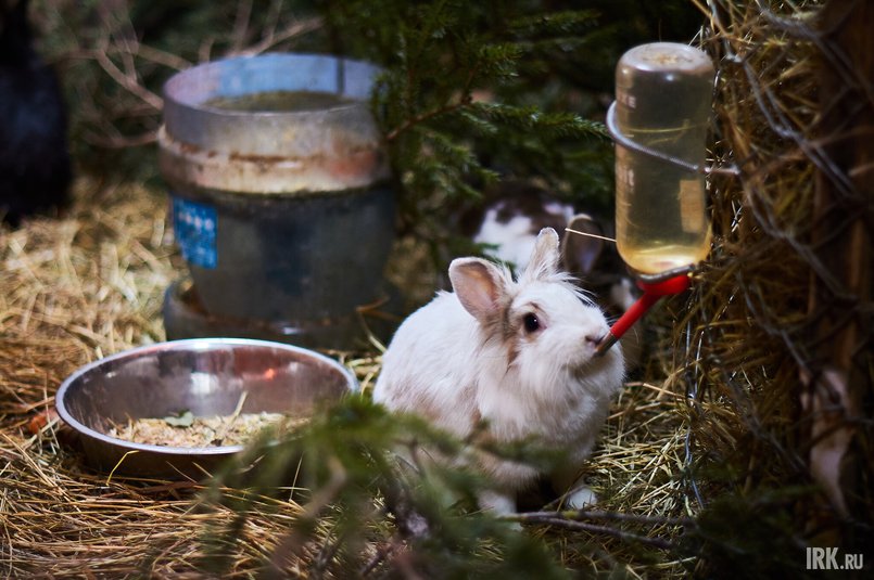 Кролик в Иркутском зоосаде. Фото Маргариты Романовой
