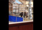 Медведь в поселке. Скриншот видео очевидцев из группы ФГБУ «Заповедное Прибайкалье»