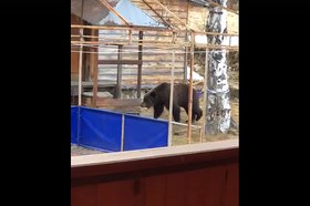 Медведь в поселке. Скриншот видео очевидцев из группы ФГБУ «Заповедное Прибайкалье»