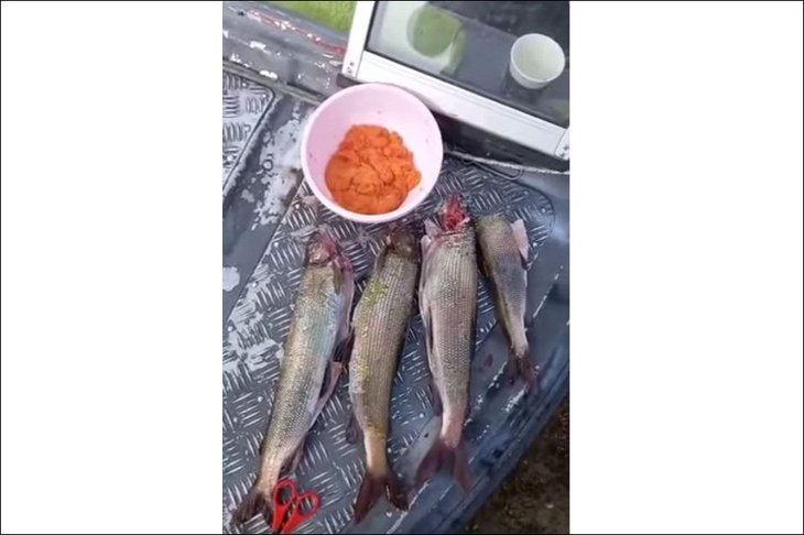 Хариус. Скриншот видео рыбаков