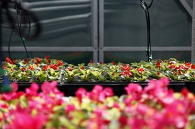 Цветы в Горзеленхозе. Фото пресс-службы администрации Иркутска