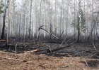 Лес после пожара. Фото пресс-службы правительства Иркутской области