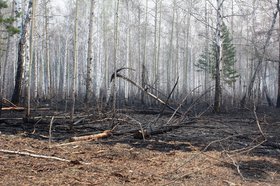 Лес после пожара. Фото пресс-службы правительства Иркутской области