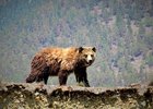 Фото Натальи Оловянниковой со страницы «Заповедного Прибайкалья» в соцсети «ВКонтакте»