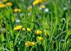 Одуванчики в траве. Фото IRK.ru