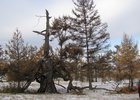 Ольхонская лиственница. Фото с сайта правительства Иркутской области