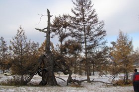 Ольхонская лиственница. Фото с сайта правительства Иркутской области