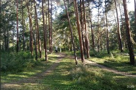 Роща «Звездочка». Фото с сайта http://www.2gis.ru*