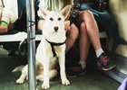 Собака с хозяевами в вагоне поезда. Фото Маргариты Романовой, IRK.ru