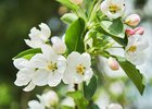 Цветы. Фото IRK.ru