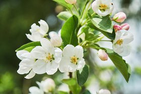 Цветы. Фото IRK.ru