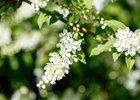 Цветущая черемуха. Фото IRK.ru