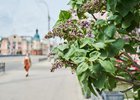 Весна в Иркутске. Фото Маргариты Романовой, IRK.ru