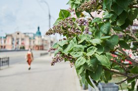 Весна в Иркутске. Фото Маргариты Романовой, IRK.ru