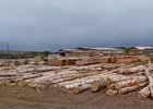 Древесина. Скриншот видео с сайта МВД Медиа