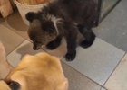 Спасенный медвежонок. Скриншот видео Иркутской зоогалереи