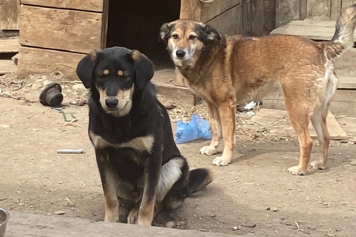 Фото волонтеров организации