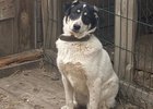 Фото волонтеров организации