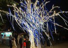 «Дерево жизни» в 2022 году. Фото пресс-службы администрации Иркутска