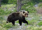 Медведь. Фото пресс-службы ФГБУ «Заповедное Прибайкалье»