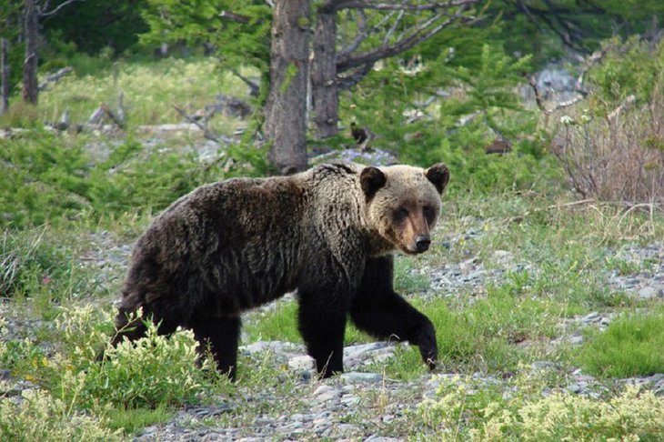 Медведь. Фото пресс-службы ФГБУ «Заповедное Прибайкалье»