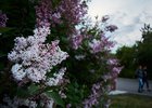 Июнь в Иркутске. Фото Маргариты Романовой, IRK.ru