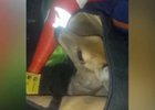 Косуля. Изображение с сайта МВД Медиа