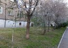 Горностаевая моль на улице Мелентьева. Фото ОЛьги Фонарёвой, IRK.ru