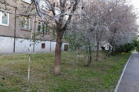 Горностаевая моль на улице Мелентьева. Фото ОЛьги Фонарёвой, IRK.ru