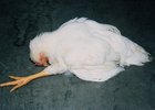 Фото предоставлено управлением Россельхознадзора по Иркутской области