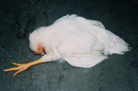 Фото предоставлено управлением Россельхознадзора по Иркутской области
